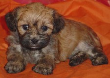 Poodle Lhasa Apso 
Puppy for Sale
Sold